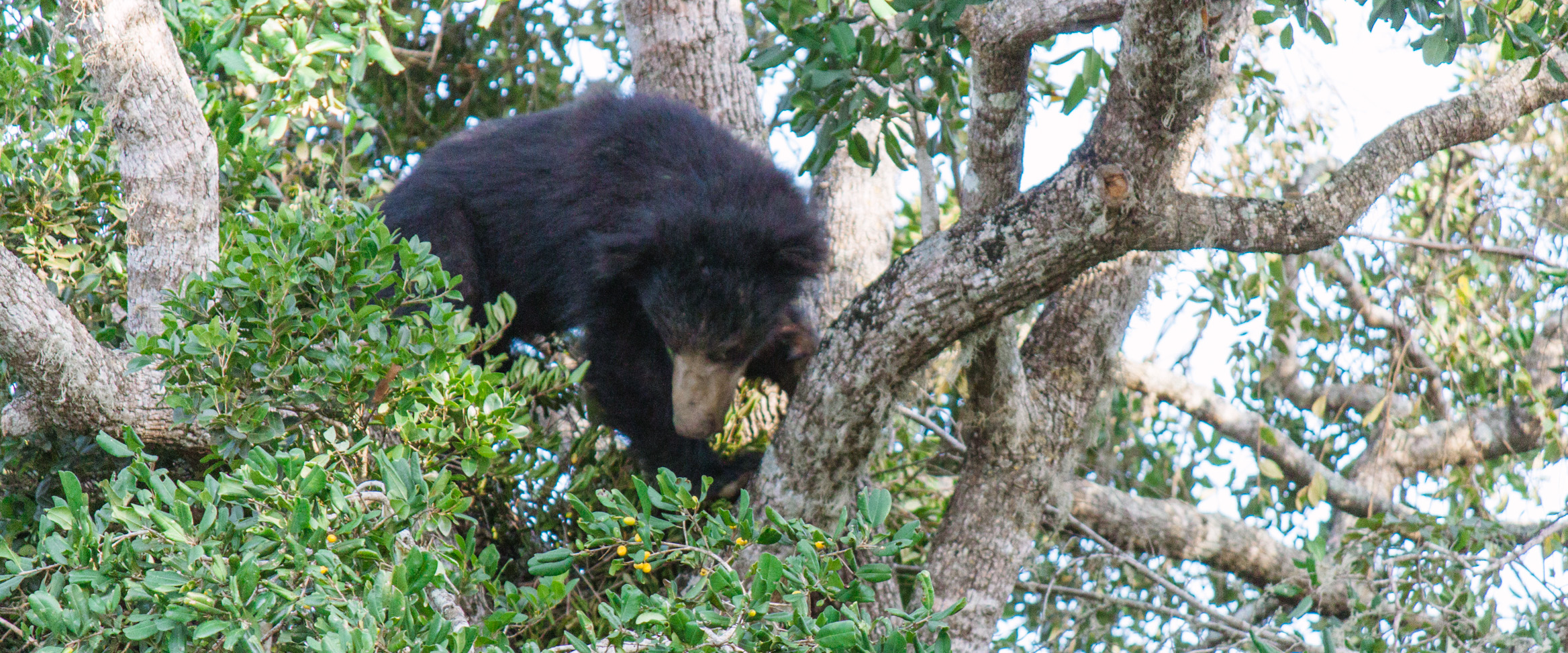 One of Five Sloth Bears Spotted at the Park