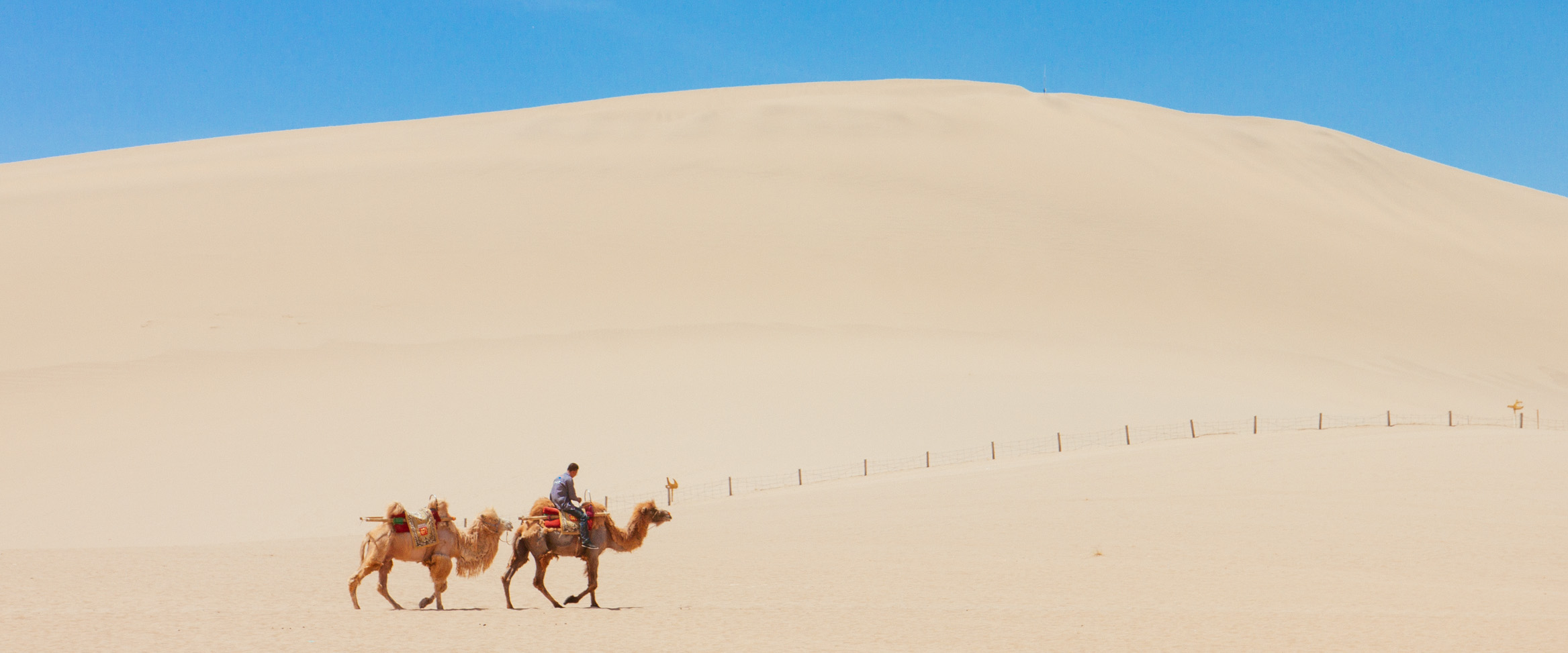 Camels for Tourism